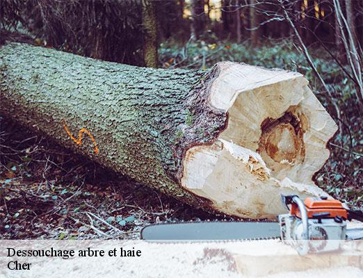 dessouchage-arbre-et-haie-2
