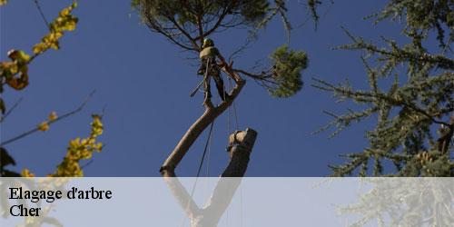 elagage-d-arbre-5