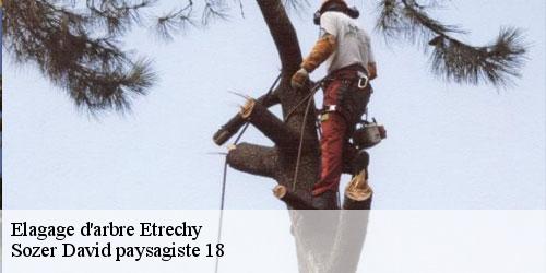 elagage-d-arbre-4