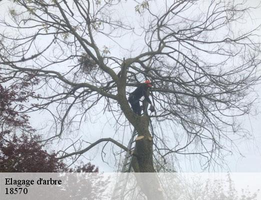 elagage-d-arbre-2