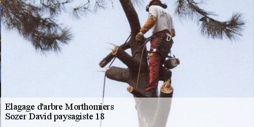 elagage-d-arbre-4