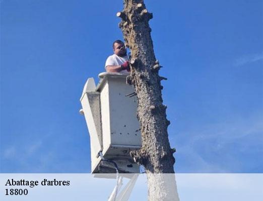 abattage-d-arbres-2