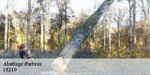 abattage-d-arbres-5