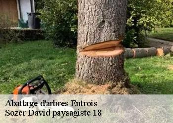Abattage d'arbres  entrois-18350 Sozer David paysagiste 18
