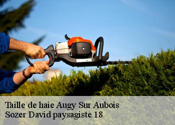Taille de haie  augy-sur-aubois-18600 Sozer David paysagiste 18