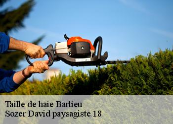 Taille de haie  barlieu-18260 Sozer David paysagiste 18