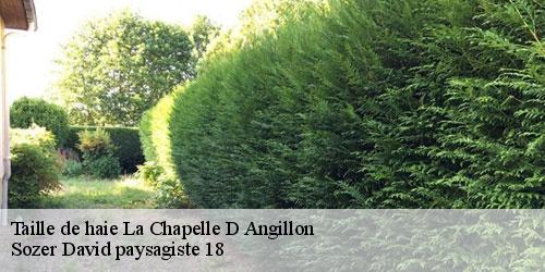 taille-de-haie-4