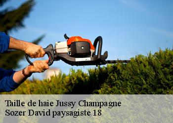 Taille de haie  jussy-champagne-18130 Sozer David paysagiste 18