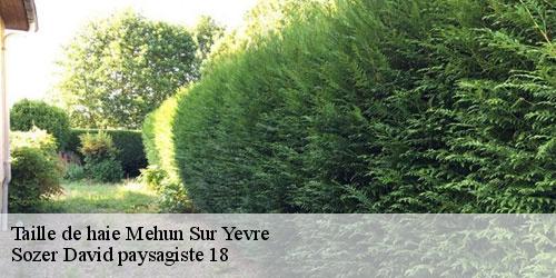 taille-de-haie-4