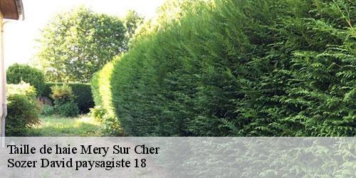 taille-de-haie-4