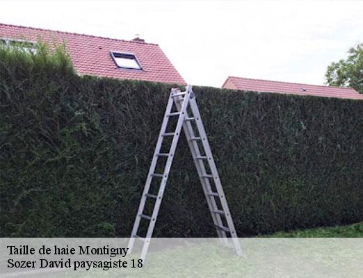 taille-de-haie-1