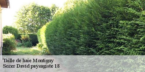 taille-de-haie-4
