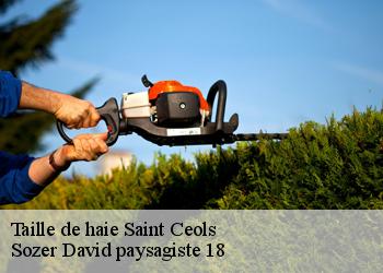 Taille de haie  saint-ceols-18220 Sozer David paysagiste 18