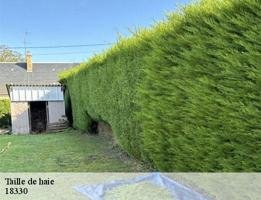 taille-de-haie-2