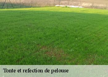 Tonte et refection de pelouse