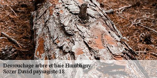 dessouchage-arbre-et-haie-4