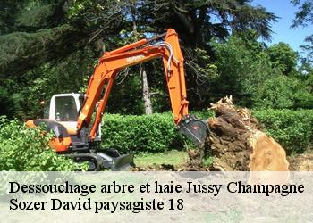 Dessouchage arbre et haie  jussy-champagne-18130 Sozer David paysagiste 18