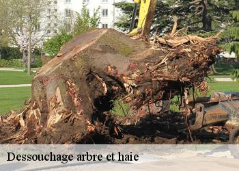 Dessouchage arbre et haie