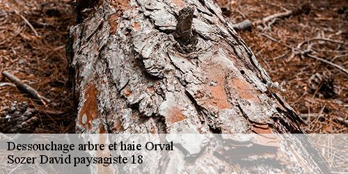 dessouchage-arbre-et-haie-4