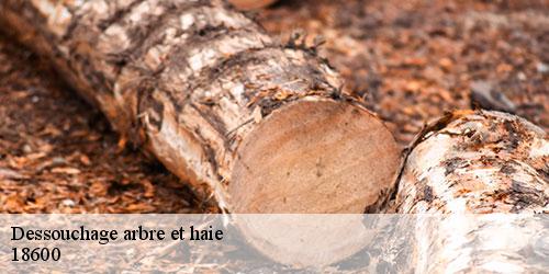 dessouchage-arbre-et-haie-5