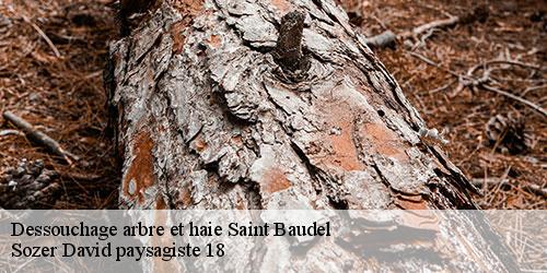 dessouchage-arbre-et-haie-4