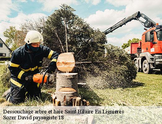 dessouchage-arbre-et-haie-1