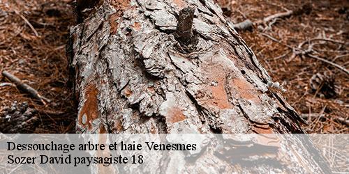 dessouchage-arbre-et-haie-4